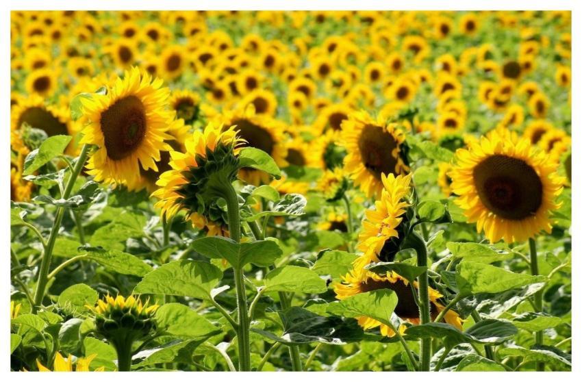 Sunflowers Blooming Agriculture Field