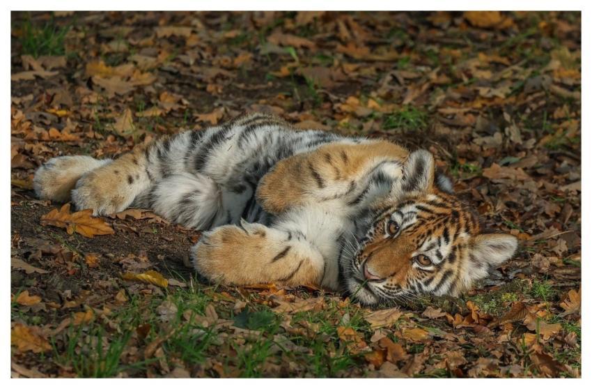 Tiger Nature Animal Predator