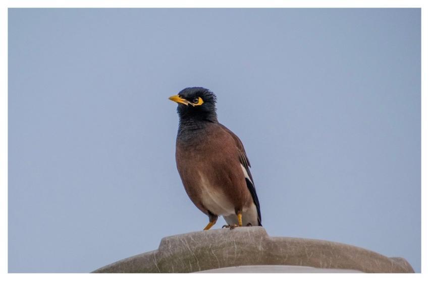 Myna Bird Myna Bird Mynah