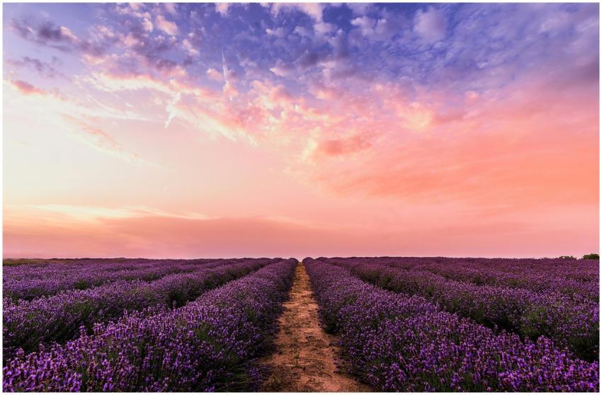Breathtaking view of a lavender field at sunset wi