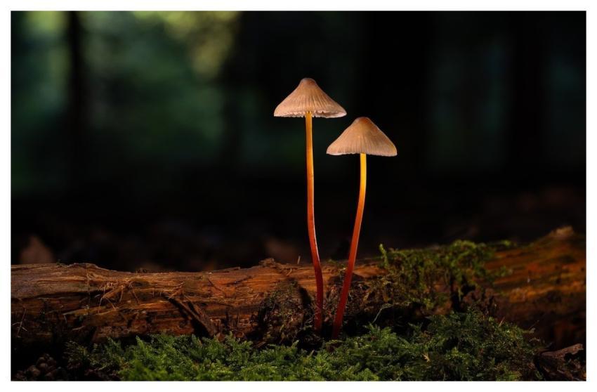 Mushroom Forest Floor Nature Moss