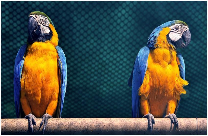 Two colorful macaws perched on a branch, showcasin