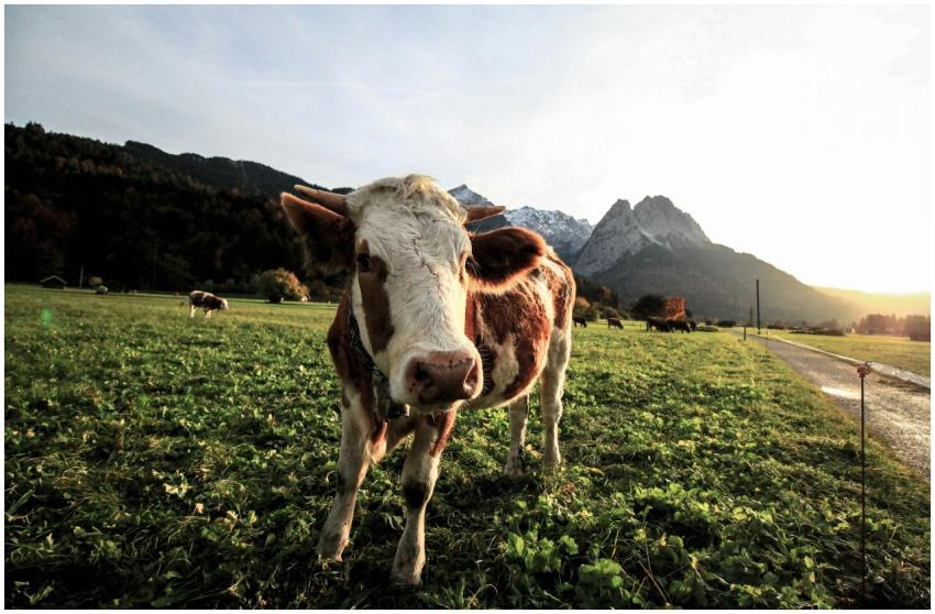 Scenic view of a cow grazing in Garmisch-Partenkir