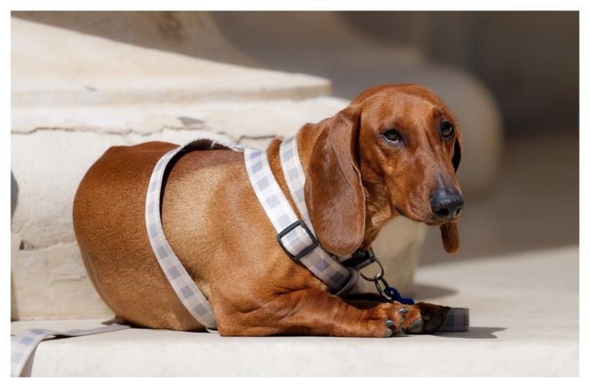 Dog Pet Leash Nature