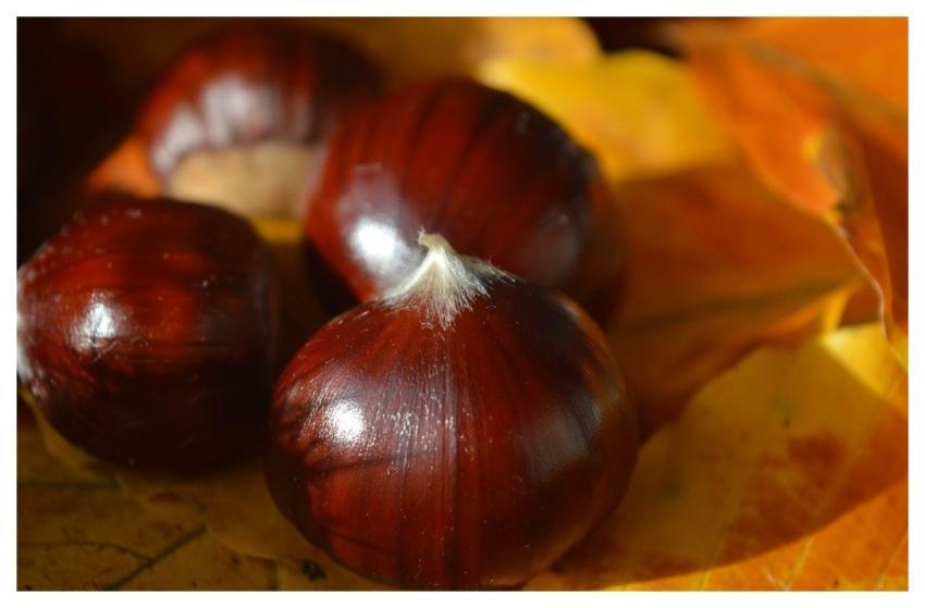 Sweet Chestnuts Chestnuts Castanea Sativa Nature