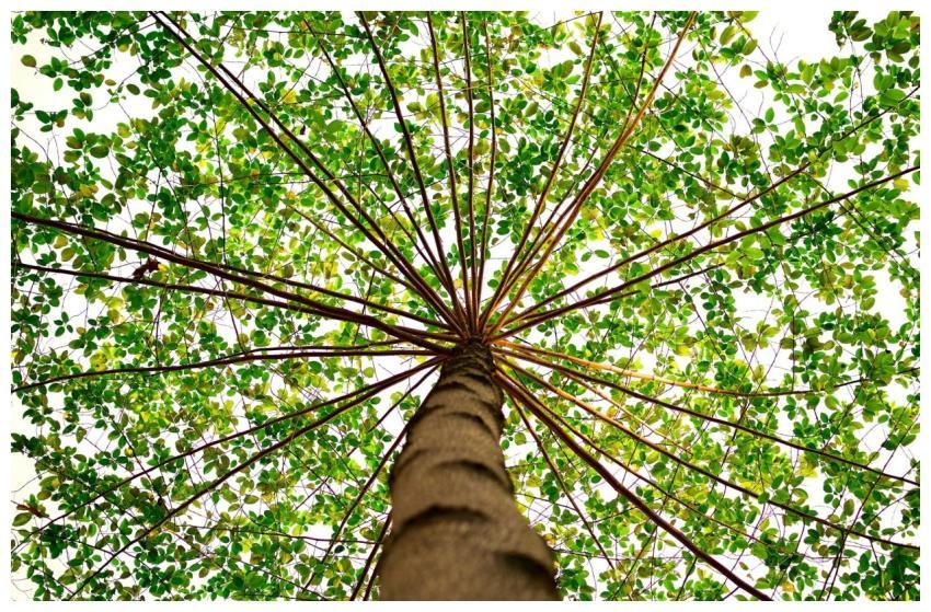 A mesmerizing view from beneath a tall tree with a