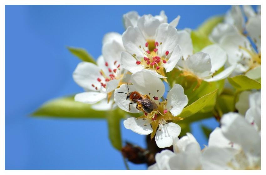 Sand Bee Redheaded Sand Bee Wild Bee Bee