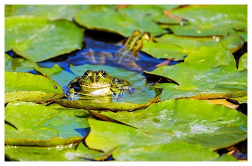 Frog Water Frog Pond Frog Amphibian