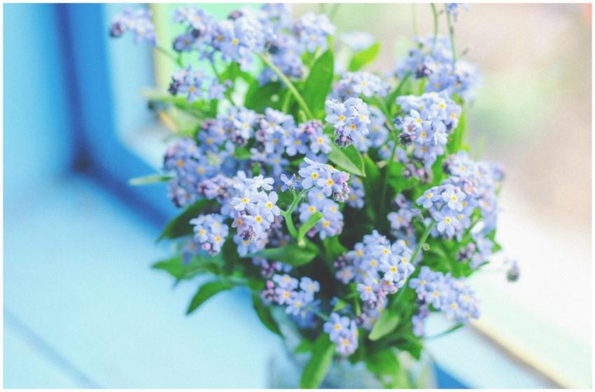 A vibrant close-up of blue forget me not flowers i