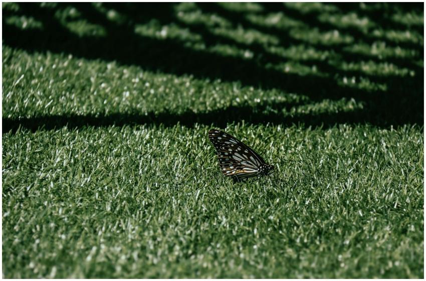 A butterfly with intricate patterns rests on vibra