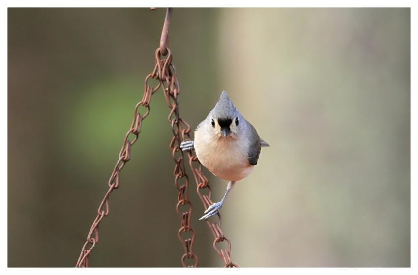 Tufted Titmouse Bird Songbird Wildlife