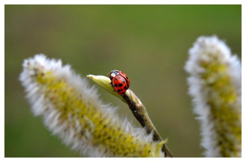 Ladybug Beetle Lucky Charm Willow Catkin