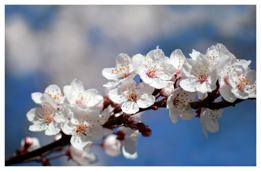 Cherry Blossom Tree Blooms Spring Awakening