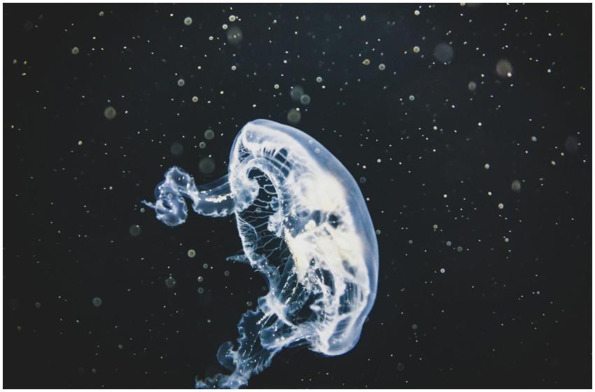 A mesmerizing close-up of a jellyfish illuminated
