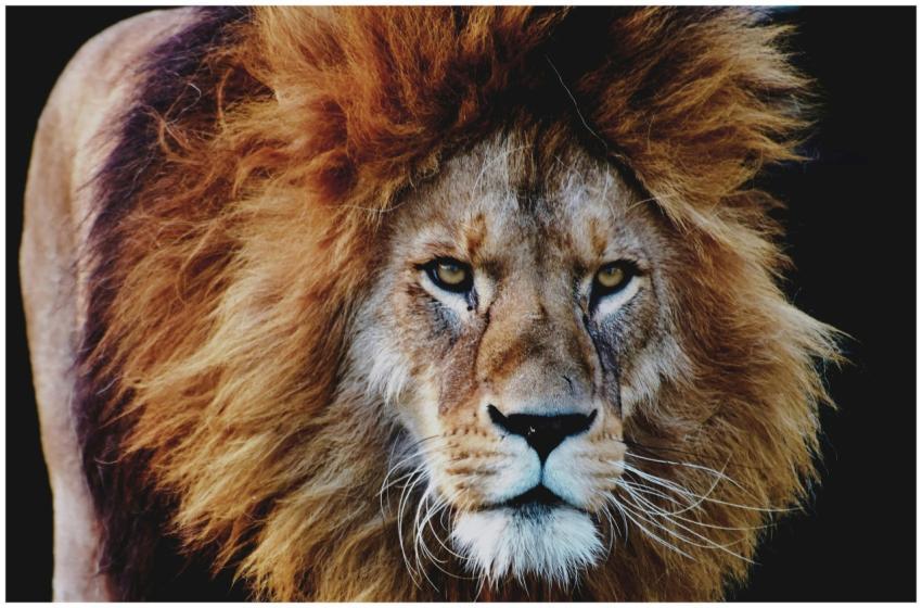 Close-up portrait of a majestic lion with a flowin