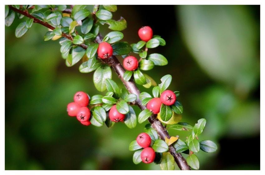 Cotoneaster Fruit Red Shrub