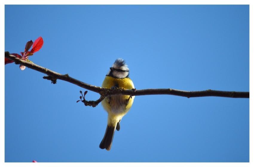 Blue Tit Songbird Tit Animal