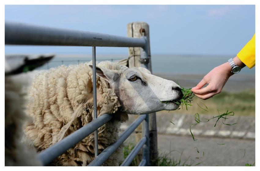 Sheep Texel Holland Texel Sheep