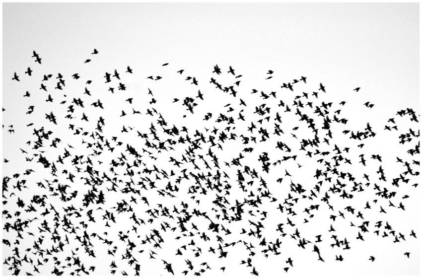 Flock Birds Black White
