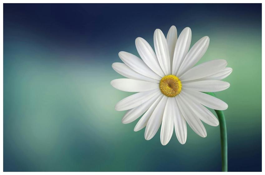 Beautiful close-up of a daisy flower with a soft b