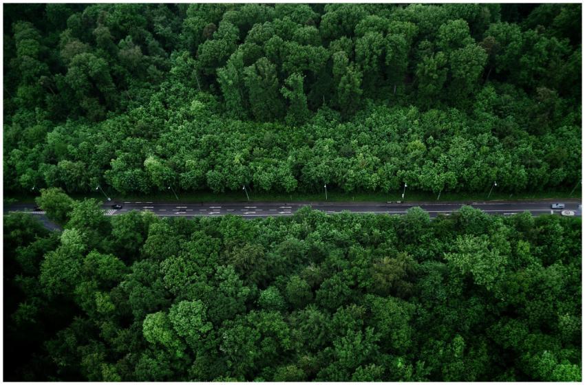 Aerial view of a dense forest with a road cutting