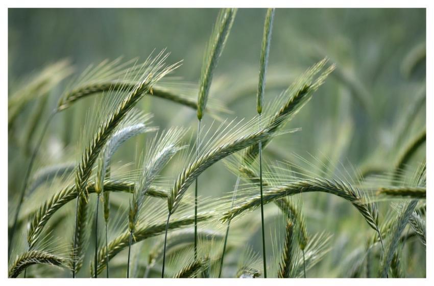 Rye Rye Ears Grain Field Grain Straw