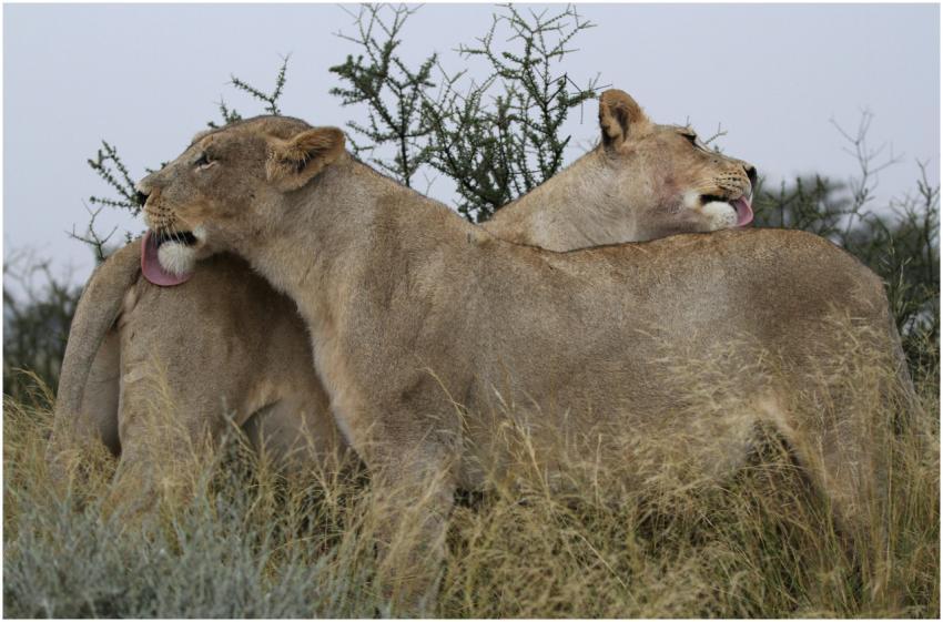 Two African lions grooming each other in the wild,