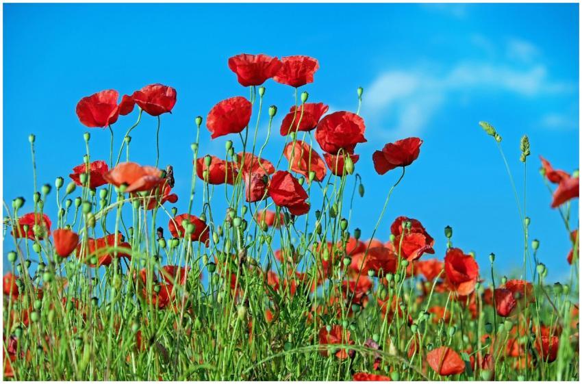 Bright red poppies blooming under a clear blue sky