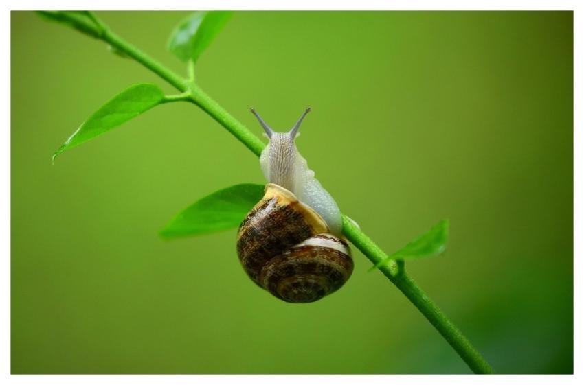 Animal Snail Mollusk Gastropod