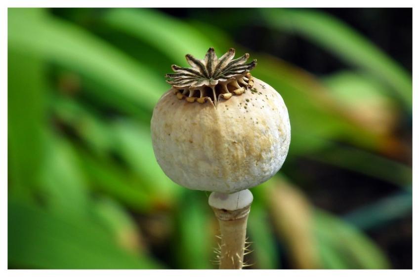 Poppy Head Summer Garden