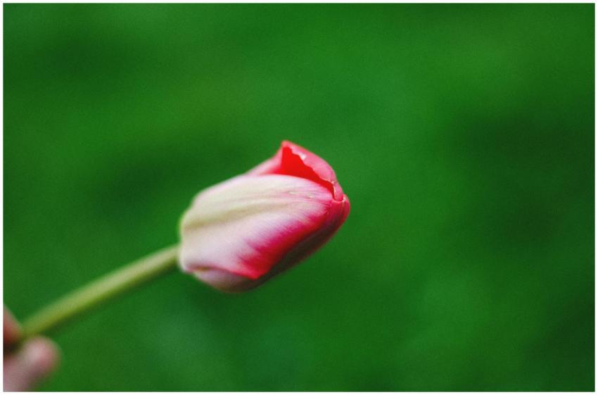 A vibrant close-up of a blooming red tulip set aga