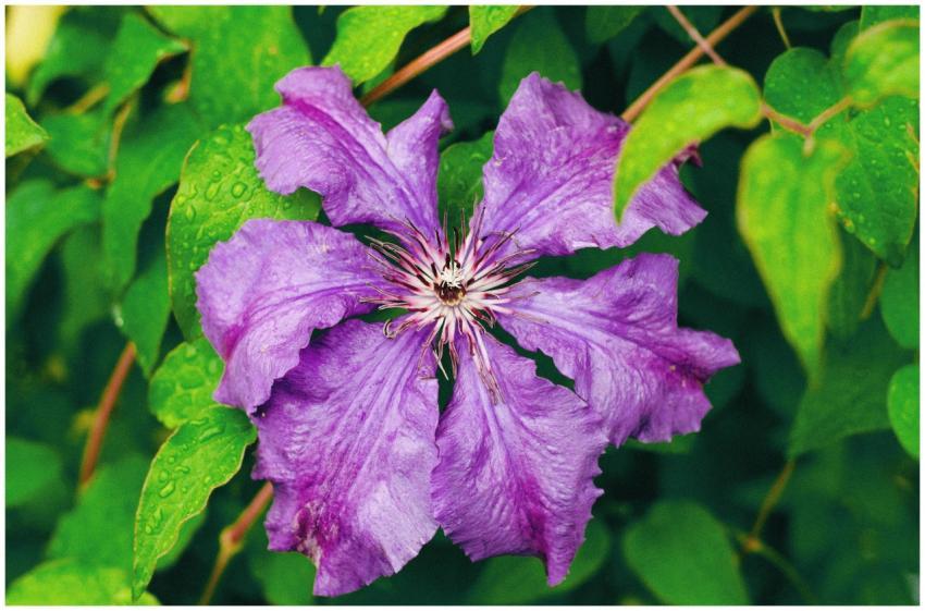 Close-up of a vibrant purple clematis flower with
