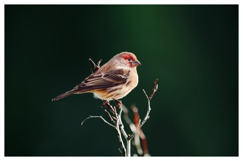 House Finch Bird Animal Wildlife
