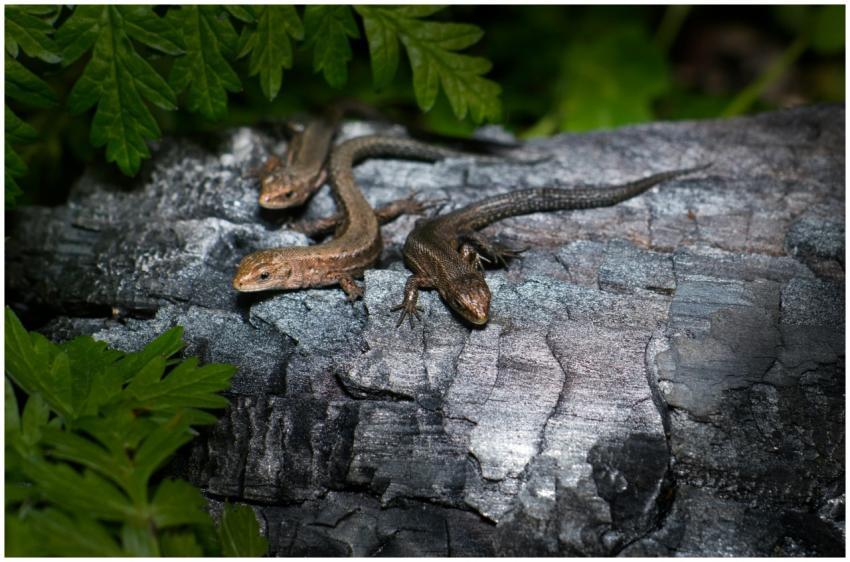 Close-up of three viviparous lizards (Zootoca vivi