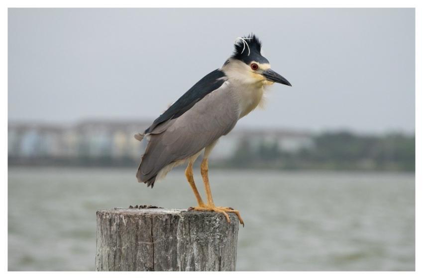 Black-Crowned Night-Heron Bird Ornithology Nature