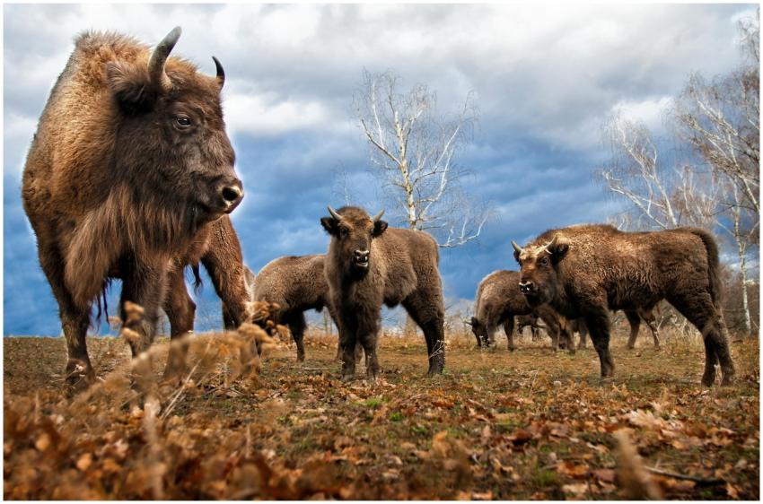 A herd of European bisons grazing on a grassland u