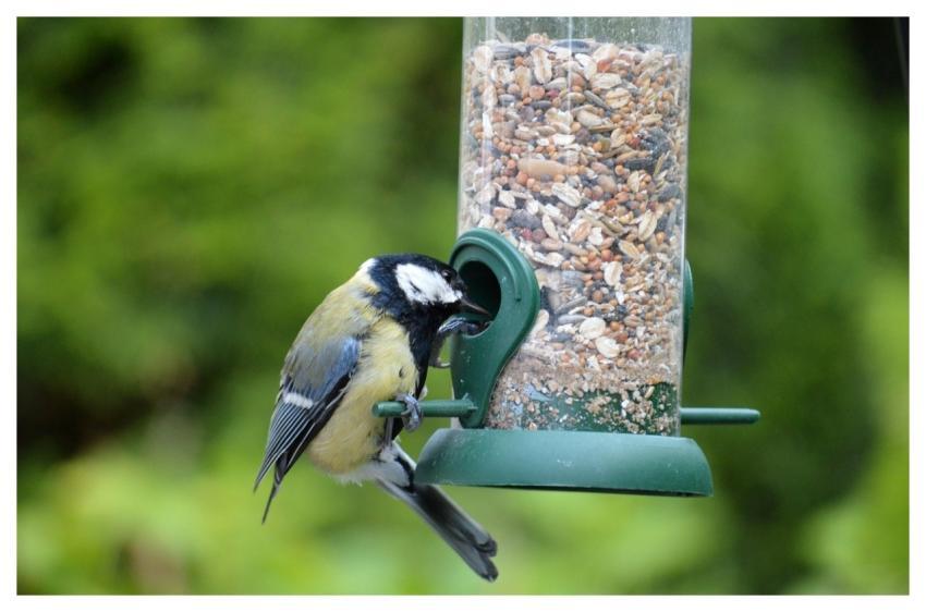 Bird Blue Tit Songbird Bird Watching