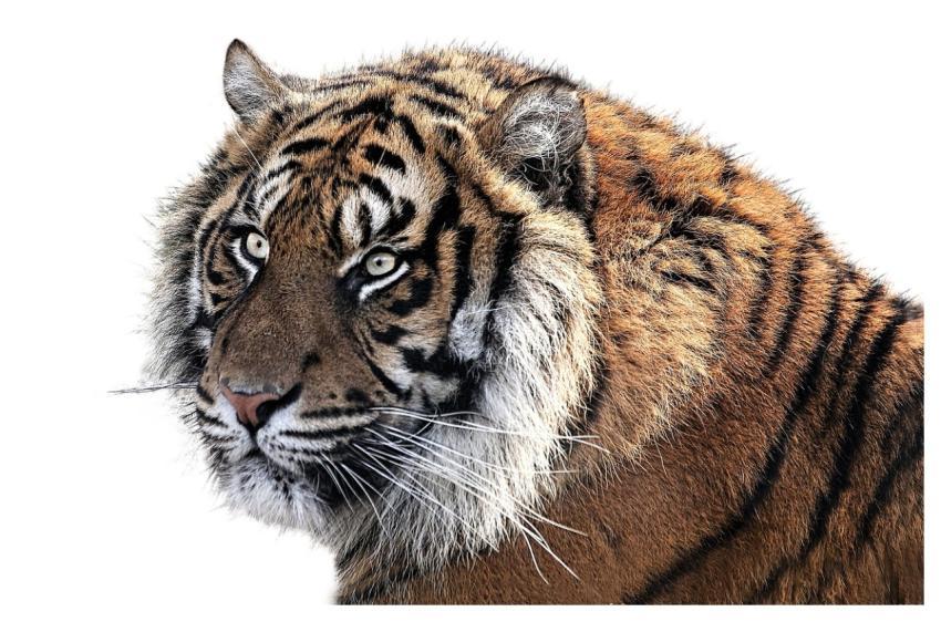 Tiger Nature Tiger Head Animal