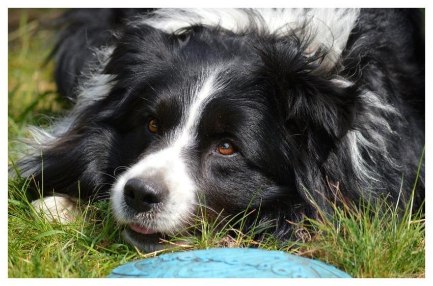 Border Collie Dog Domestic Animal Animal