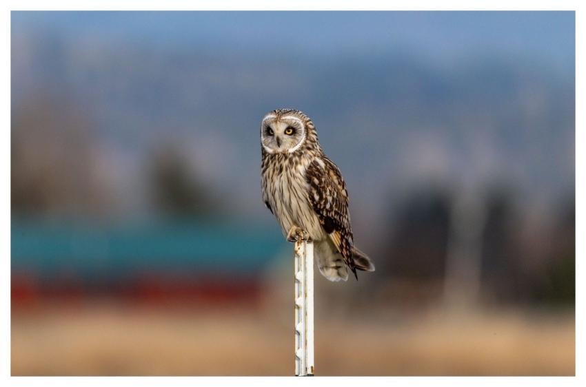 Short-Eared Owl Owl Bird Nature