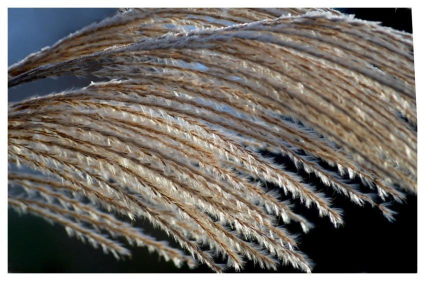 China Grass Reed Grass Miscanthus Sinensis Grass