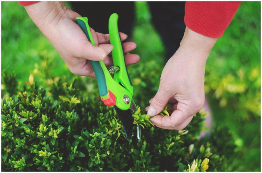 Hands using pruning shears to trim greenery in a g
