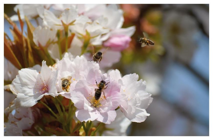 Bees Insects Pollinate Pollination