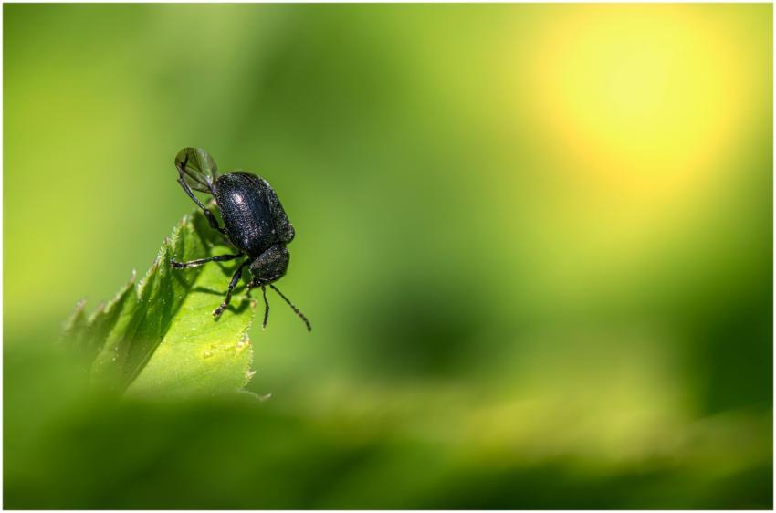 Macro shot of a black beetle perched on a bright g