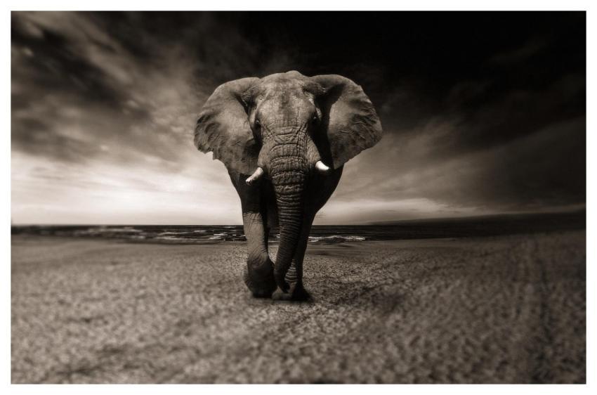 Elephant Black-And-White Animal Africa