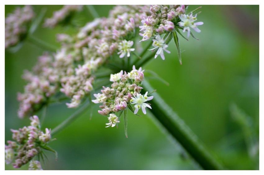Meadow-Bear-Claw Heracleum Sphondylium Mean Hogwee