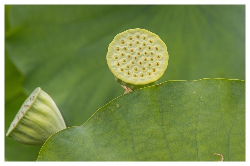 Seeds Lotus Pod Plant