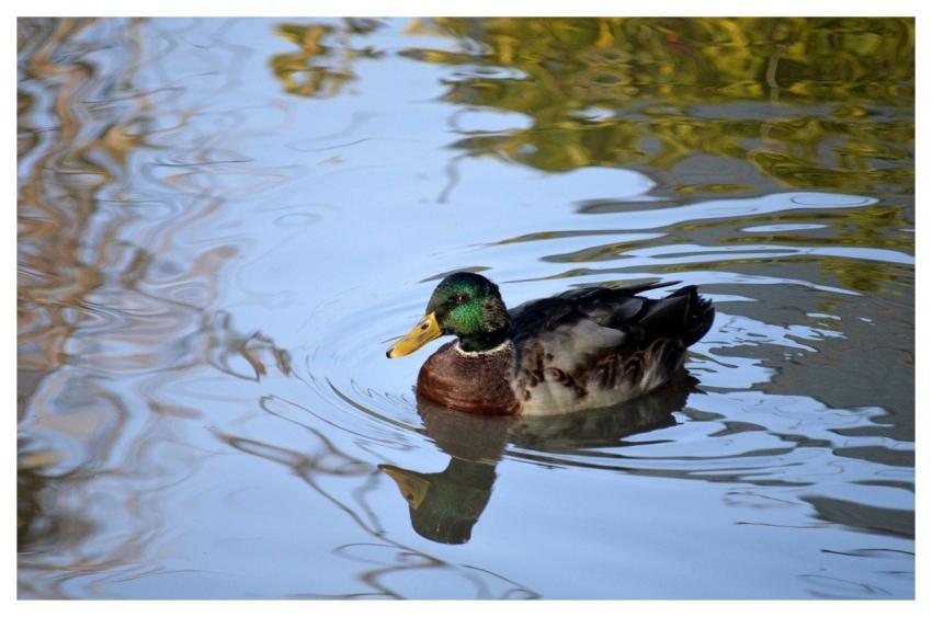 Duck Mallard Reflection Duck Pond