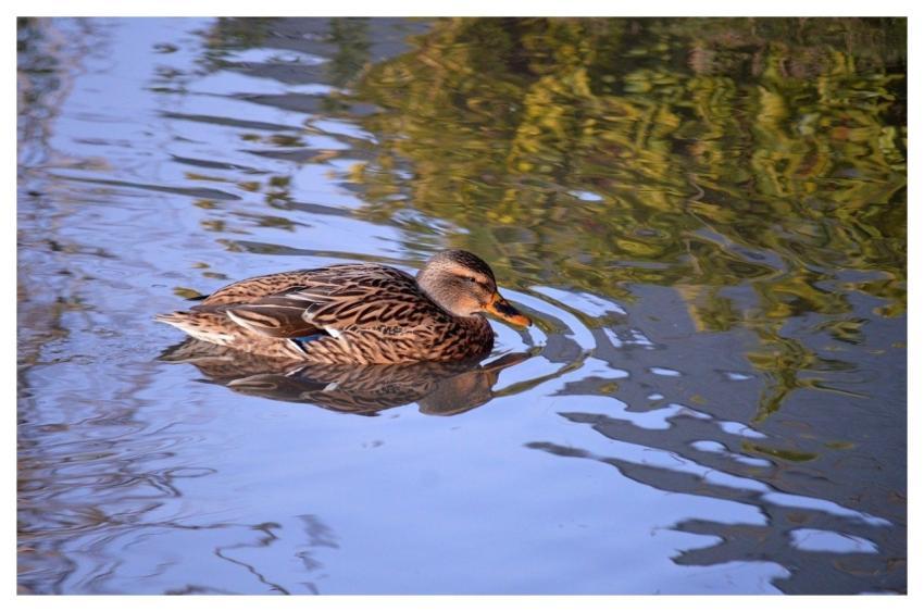 Duck Mallard Reflection Water Bird