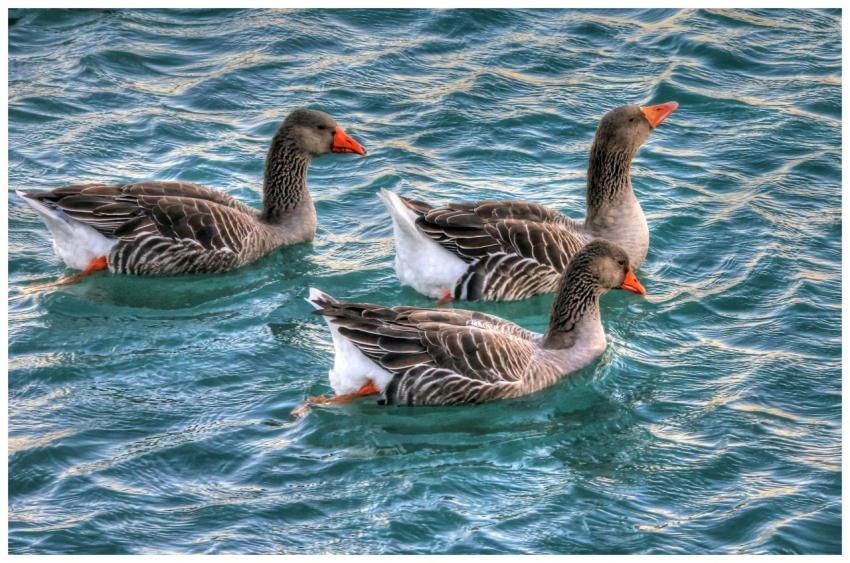 Three greylag geese gracefully swimming on a vibra